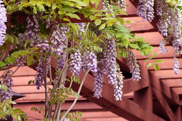 dřevěná pergola